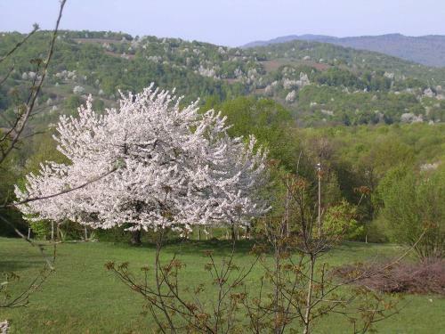 Hostal Guest House Jandric