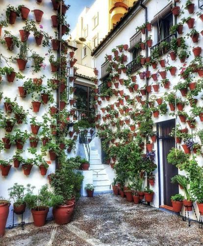 Apartamentos El Alcazar Viejo (San Basilio)