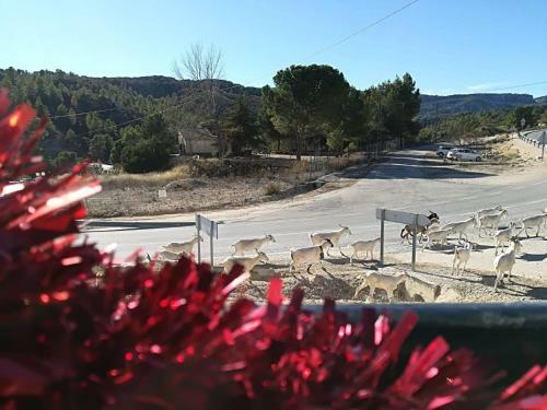 Agroturismo Casa Rural E Puente Del Segura