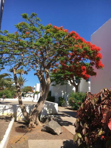 Apartamento Los Barqueros Corralejo Fronte Spiaggia Centro Citt�