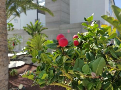 Apartamento Casa Bal�