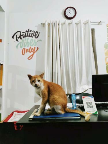 Goanvibes Hostel