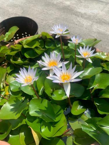 Tianxinyuan Homestay