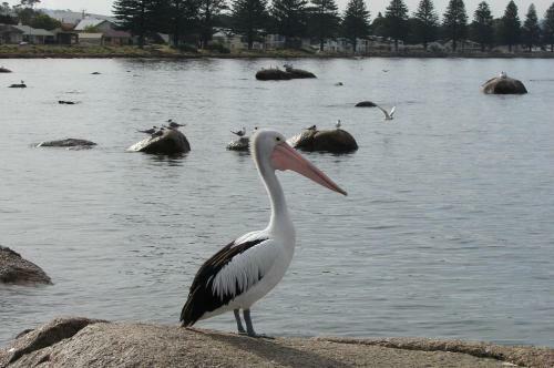 Austiny Bed And Breakfast Victor Harbor
