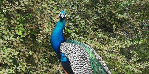 Apartamento Pilgrim Rest Radin Pearl Katharagama
