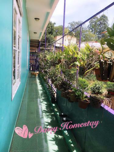 Homestay Hoa C�c