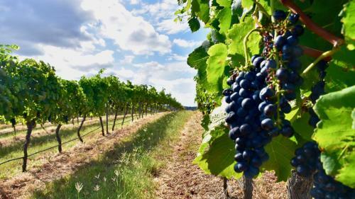 Lodge Hanging Tree Wines