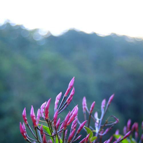 Lodge Mt Warning Forest Hideaway
