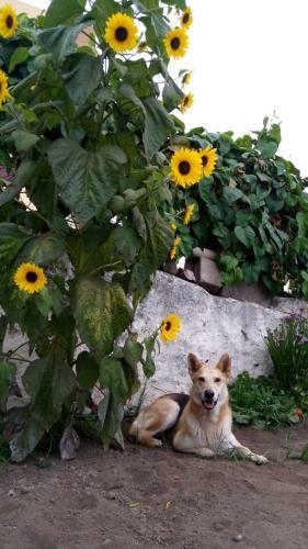 Finca Brujita Del Drago - Authentic And Peaceful
