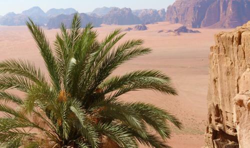 Wadi Rum Camp
