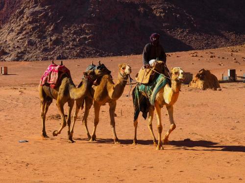Bedouin Host Camp& With Tour