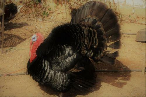 Lodge Villa Chispa