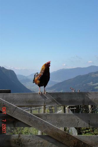 Hostal Pension Waldesruh/halseralm
