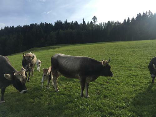 Apartamento Poschenhof, Untere Sonnleiten