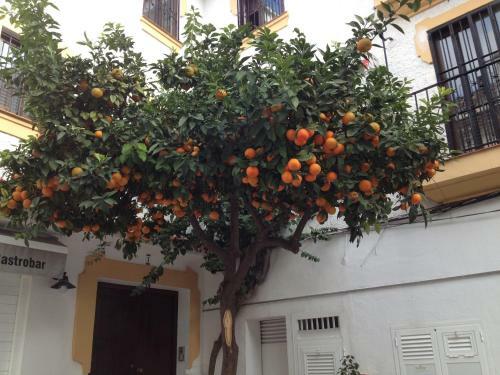Apartamento Casa La Naranja Marbella