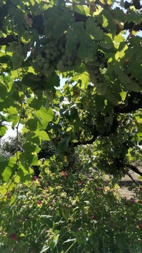 Morin Grey Casa En El Coraz�n de La Ribeira Sacra