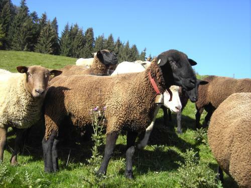 Agroturismo Friesenhof Blank