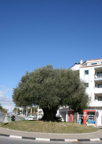 Apartamento Appartement Monica