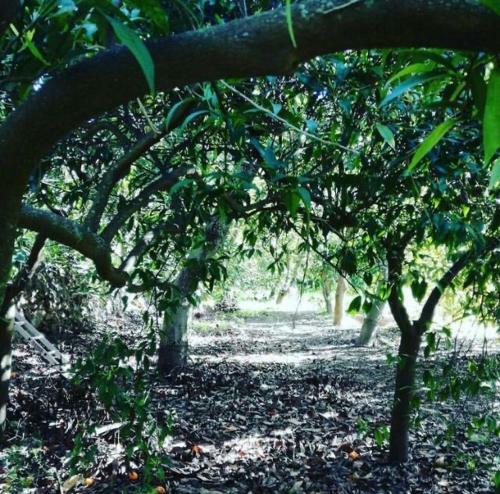 El Capricho De Almadan