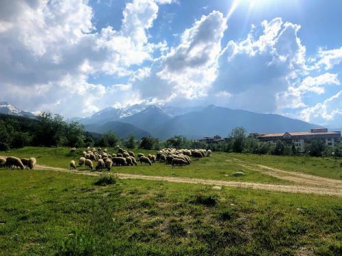 Apartamento Bansko 1-bedroom Suite Panoramic Mountain View
