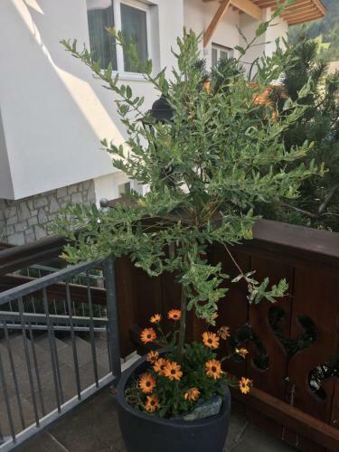 Hostal Fr�hst�ckspension Alpenrose