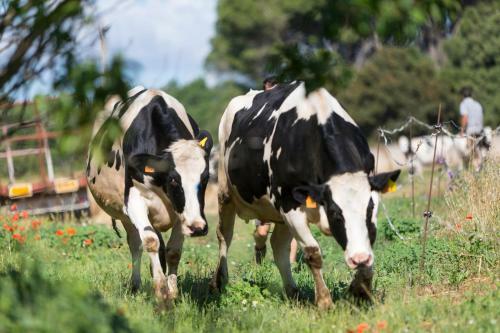 Agroturismo Turisme Rural Ca L,anguila