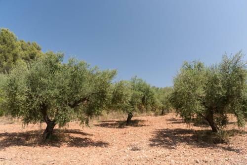 Agroturismo Maset de La Costa