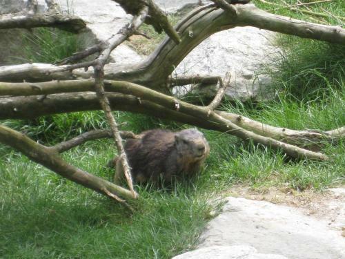 Hostal Adlerhorst