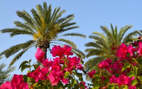 Hostal Golden Palms Guest House & Cafe