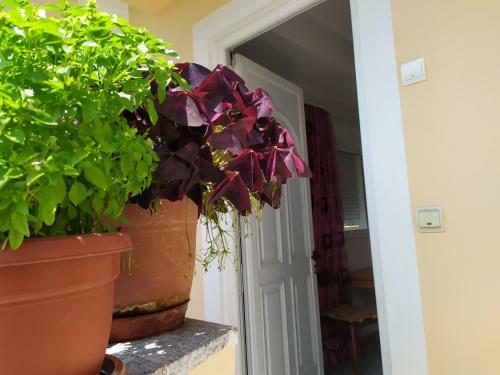 Apartamento Joen Guesthouse