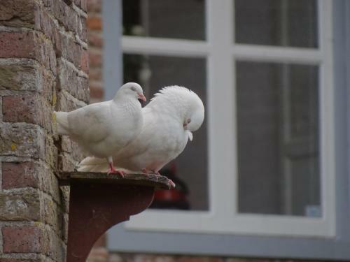 Bed & Breakfast Kasteel Ophemert