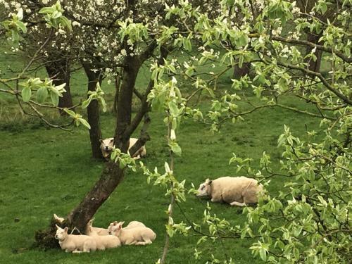 Bed & Breakfast Kasteel Ophemert