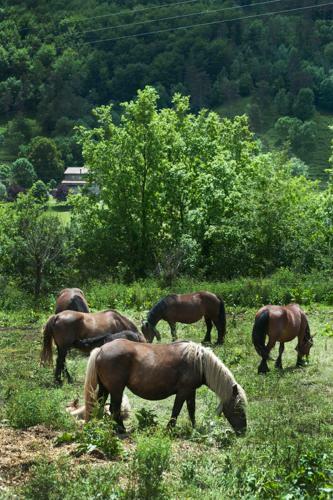 Agroturismo Mas Serrat de La Teia