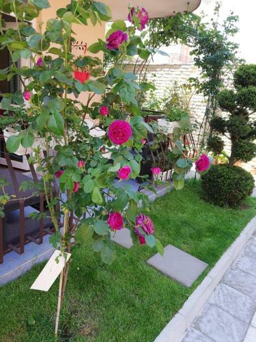 Hostal Guest House Ivy