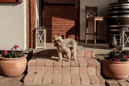 Apartamento Szofi Porta