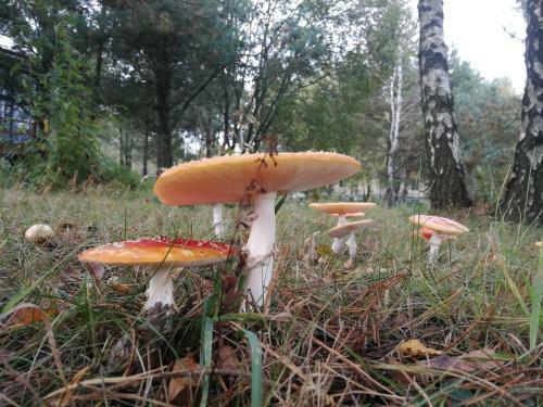 Luksusowy- Nowoczesny Dom W Lesie