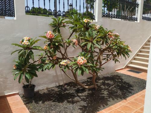 Apartamento Punta Negra