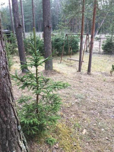 ?????? ??????? Svetofor ? Narva-j�esuu