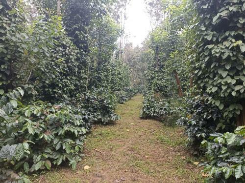 Villa Coffee Country Homestay