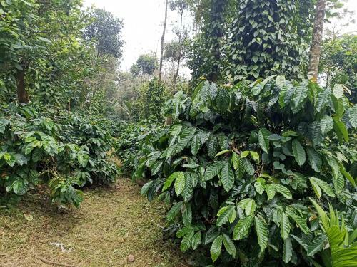Villa Coffee Country Homestay