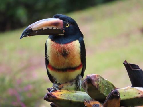 Bed & Breakfast La Ceiba Tree Lodge