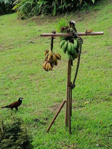 Bed & Breakfast La Ceiba Tree Lodge