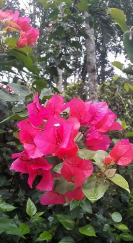 Bed & Breakfast Hostel Pacuare