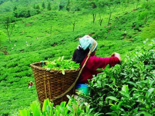 Travellers Homestay-offbeat Destination