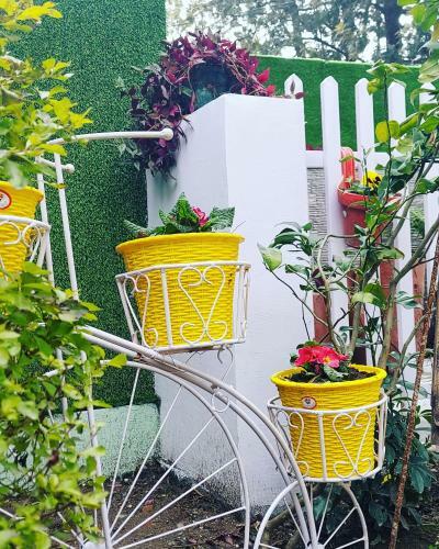 Apartamento Olive Greens Homestay