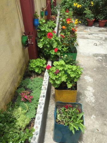 Katyuri Kings Village Homestay