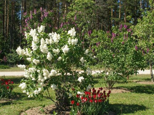 Homestay Metsaveere Turismitalu