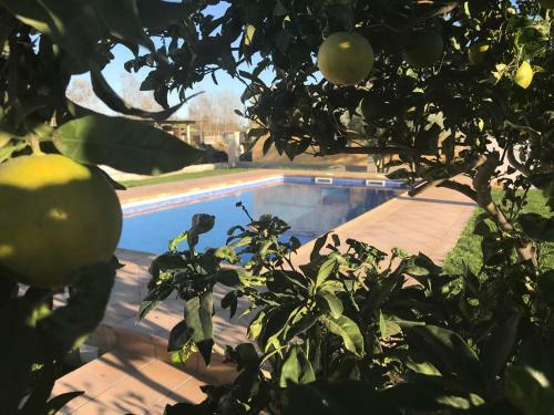 Apartamento Casa Rural "la Pageseta"