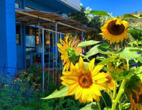 Saveriako, Paradise For Relaxed Free Spirits