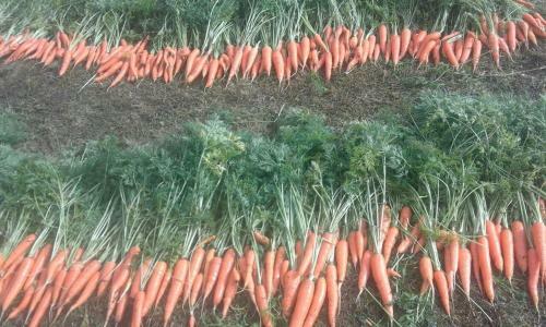 Hostal Organic Family Farm